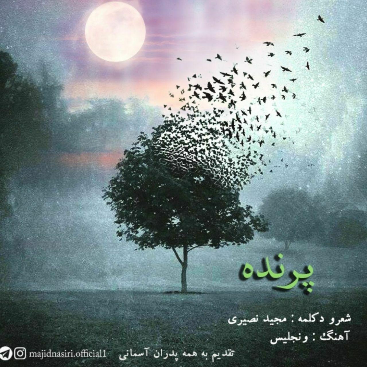 مجید نصیری  - پرنده